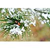 Snowy branch of pine with needles covered in snow