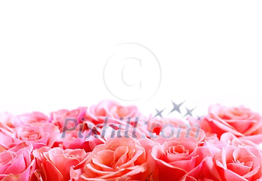 Pink rose border with white space for copy