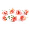 Rose blossoms on white background