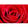 Macro image of a beautiful red rose