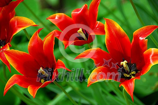 Red tulips closeup