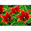 Red tulips closeup
