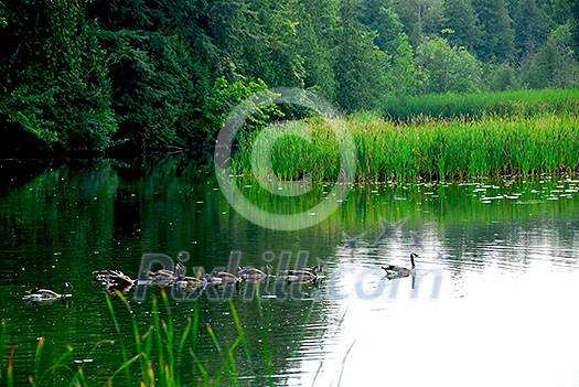 River landscape with flock of canada geese swimming in still water