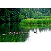 River landscape with flock of canada geese swimming in still water