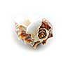 Sea shell on white background