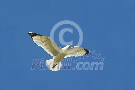Flying seagul in blue sky Flying seagul in blue sky