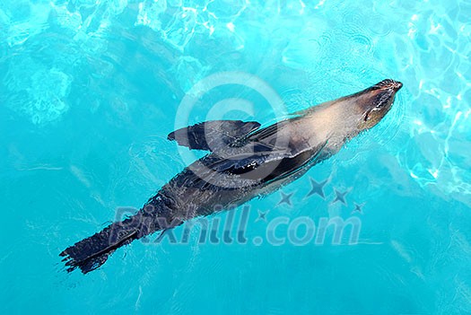 Seal swimming happily in a blue pool Seal swimming happily in a blue pool