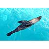 Seal swimming happily in a blue pool