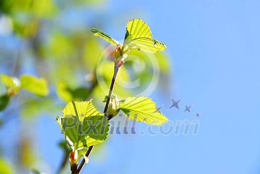 Branches of a birch tree with fresh new leaves in the spring Branches of a birch tree with fresh new leaves in the spring