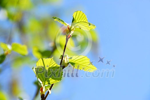 Branches of a birch tree with fresh new leaves in the spring