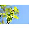 Branches of a birch tree with fresh new leaves in the spring