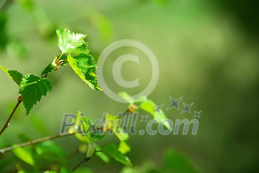 Branch of a birch tree with fresh new leaves in the spring