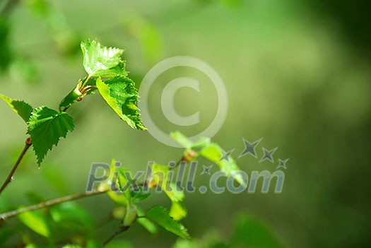 Branch of a birch tree with fresh new leaves in the spring Branch of a birch tree with fresh new leaves in the spring