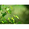 Branch of a birch tree with fresh new leaves in the spring