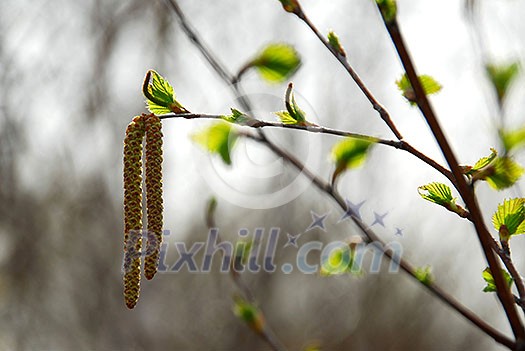 Spring tree branch closeup