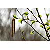 Spring tree branch closeup