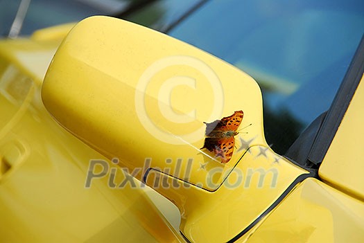 Side mirror of yellow sports car with butterfly sitting on - it landed just as I was taking the picture Side mirror of yellow sports car with butterfly sitting on - it landed just as I was taking the picture