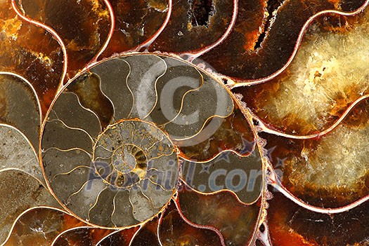 Macro image of rocky mountains gemstone ammolite Macro image of rocky mountains gemstone ammolite