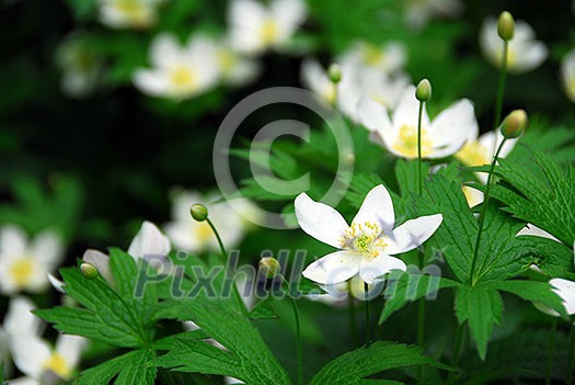 Spring wild flowers wood anemones close up