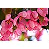 Pink blossom of an apple tree with rain drops