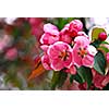 Pink apple blossom close up in spring orchard