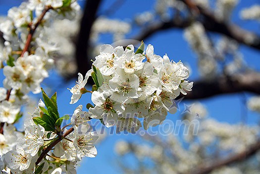 Old blooming apple trees in a spring orchard, closeup