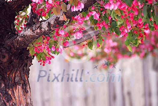 Blooming pink apple tree in spring orchard Blooming pink apple tree in spring orchard