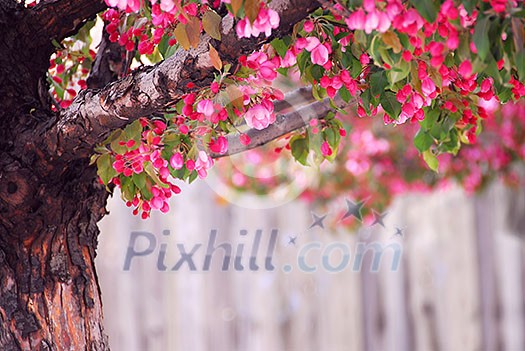 Blooming pink apple tree in spring orchard