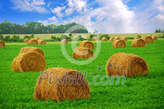 Agricultural landscape of hay bales in a field Agricultural landscape of hay bales in a field