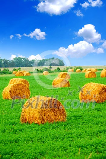 Agricultural landscape of hay bales in a green field Agricultural landscape of hay bales in a green field