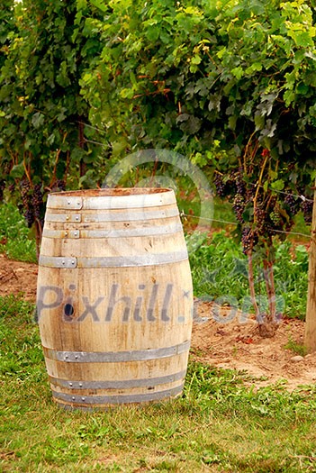 Old wine barrel at vineyard