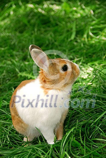 Cute easter bunny sitting on green grass outside