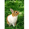 Cute easter bunny sitting on green grass outside