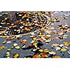 Fallen leaves on asphalt sidewalk in the city