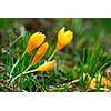 Macro image of a yellow crocus flowers blooming in early spring