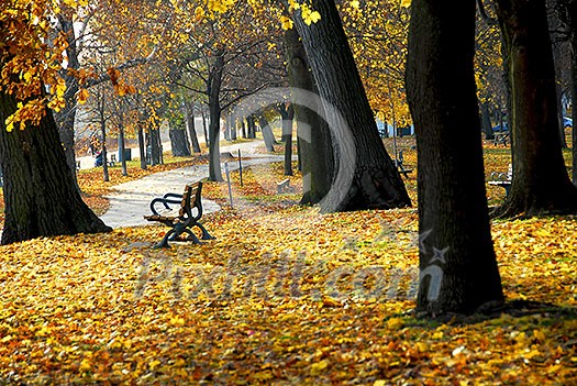 Park with old trees and recreation trail in the fall Park with old trees and recreation trail in the fall