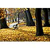 Park with old trees and recreation trail in the fall