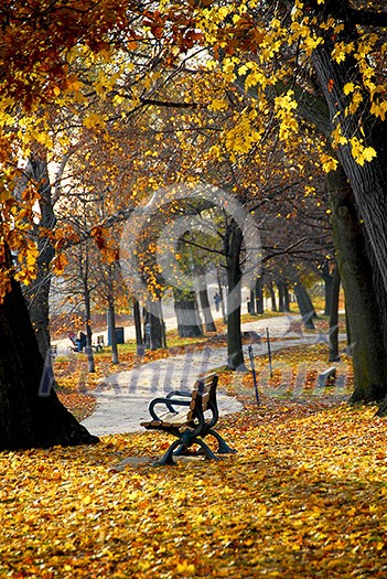 Park with old trees and recreation trail in the fall