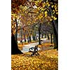 Park with old trees and recreation trail in the fall