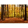 Colorful sunlit fall forest with fallen leaves covering the ground