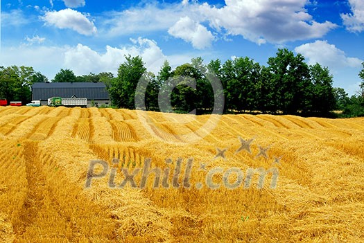 Farm field with yellow harvested grain and farmhouse Farm field with yellow harvested grain and farmhouse