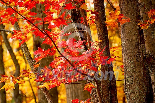 Colorful fall forest background with red maples leaves Colorful fall forest background with red maples leaves