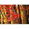 Colorful fall forest background with red maples leaves