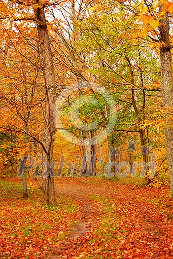 Road in a fall forest Road in a fall forest