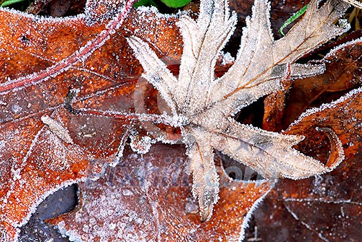 Macro of autumn leaves on the ground covered with morning frost Macro of autumn leaves on the ground covered with morning frost