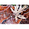 Macro of autumn leaves on the ground covered with morning frost