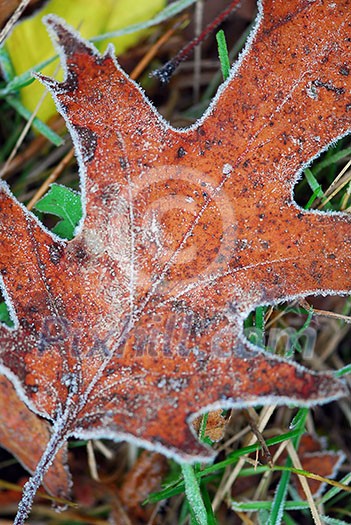 Macro of autumn leaves on the ground covered with morning frost