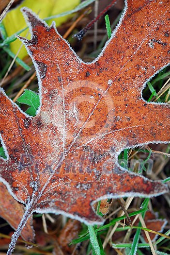 Macro of autumn leaves on the ground covered with morning frost Macro of autumn leaves on the ground covered with morning frost