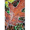 Macro of autumn leaves on the ground covered with morning frost