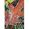 Macro of autumn leaves on the ground covered with morning frost